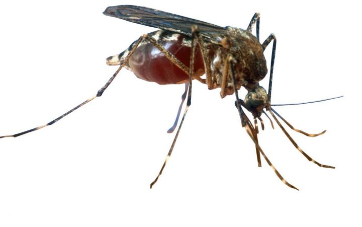 Chikungunya : quatre personnes contaminées à Montpellier
