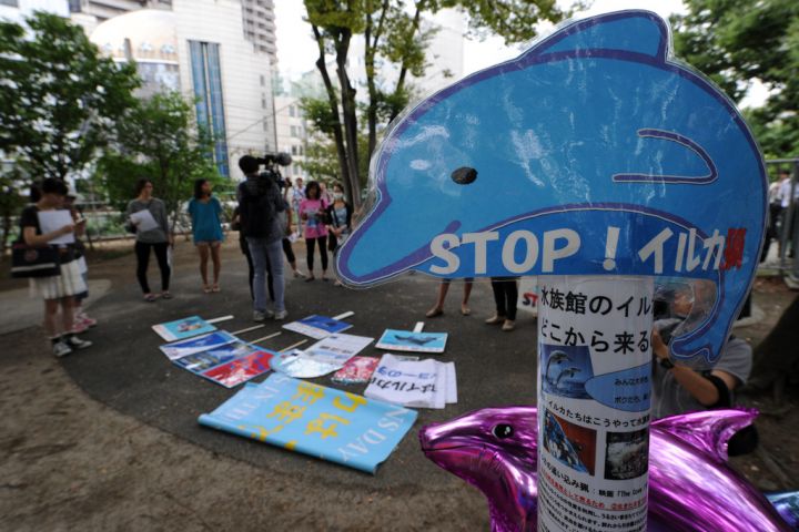 Japon : la chasse aux dauphins est ouverte à Taji