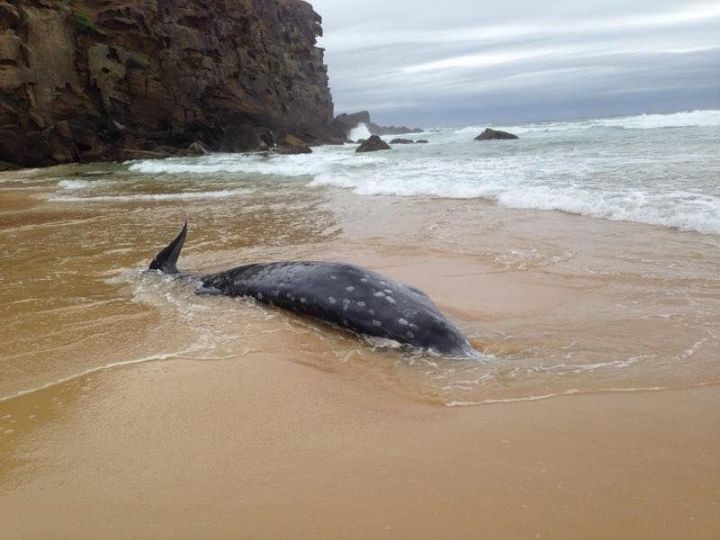 Australie : une baleine à bec, espèce rare de cétacé, s’échoue sur une plage